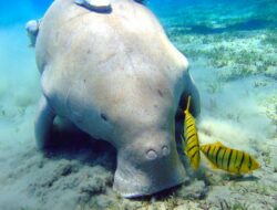 hewan dugong 1