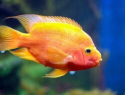 ikan red devil