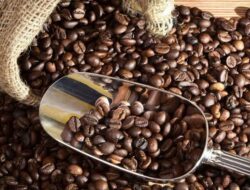 jenis kopi di indonesia