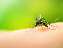 4 Cara Mengusir Nyamuk dengan Mudah, Siapkan Bahan-bahan Alami Berikut Ini