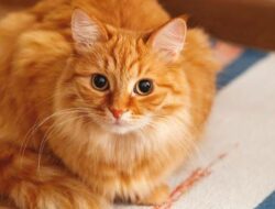 Kucing komunikasi kucing komunikasi