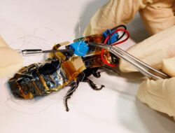 Ini Alasan Ilmuwan Jepang Kembangkan Robot Kecoak