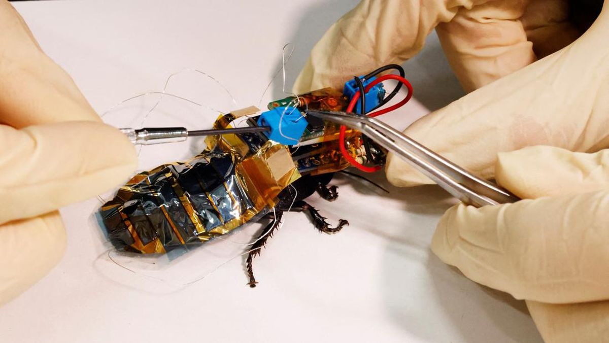 robot kecoa dari jepang