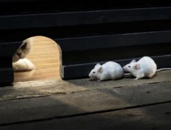 Usir tikus rumah usir tikus rumah