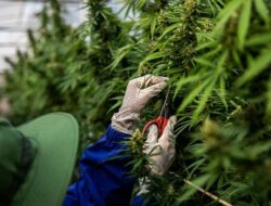 bisnis ganja mike tyson
