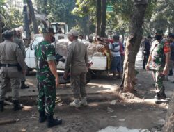penertiban bangli bogor