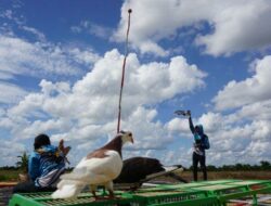 lomba burung merpati ganja