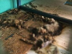 video bangkai kucing beserakan video bangkai kucing berserakan