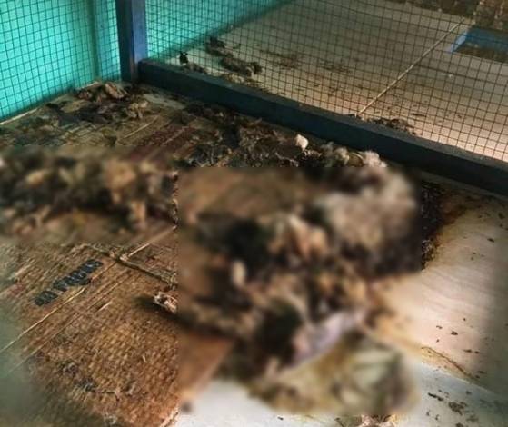 video bangkai kucing berserakan