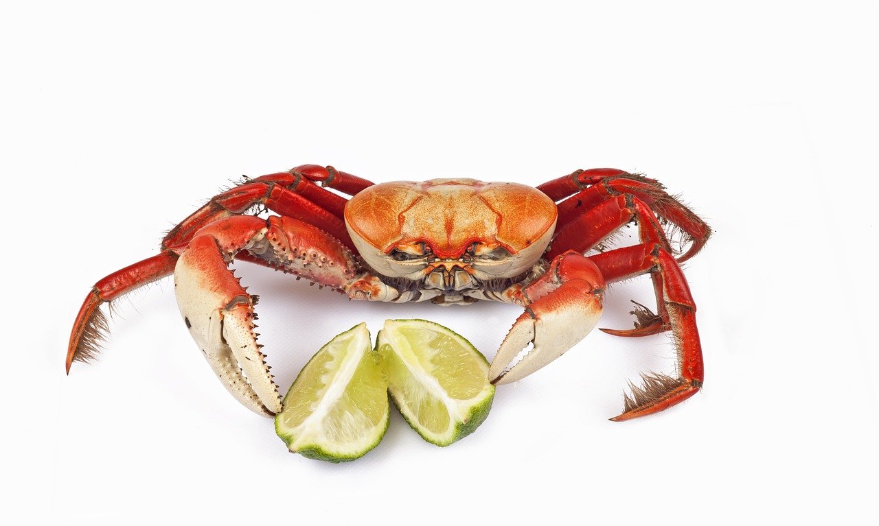 Ilustrasi mukbang kepiting (mel_gama)