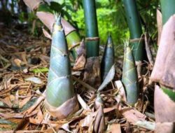 Rebung bambu yang kaya manfaat