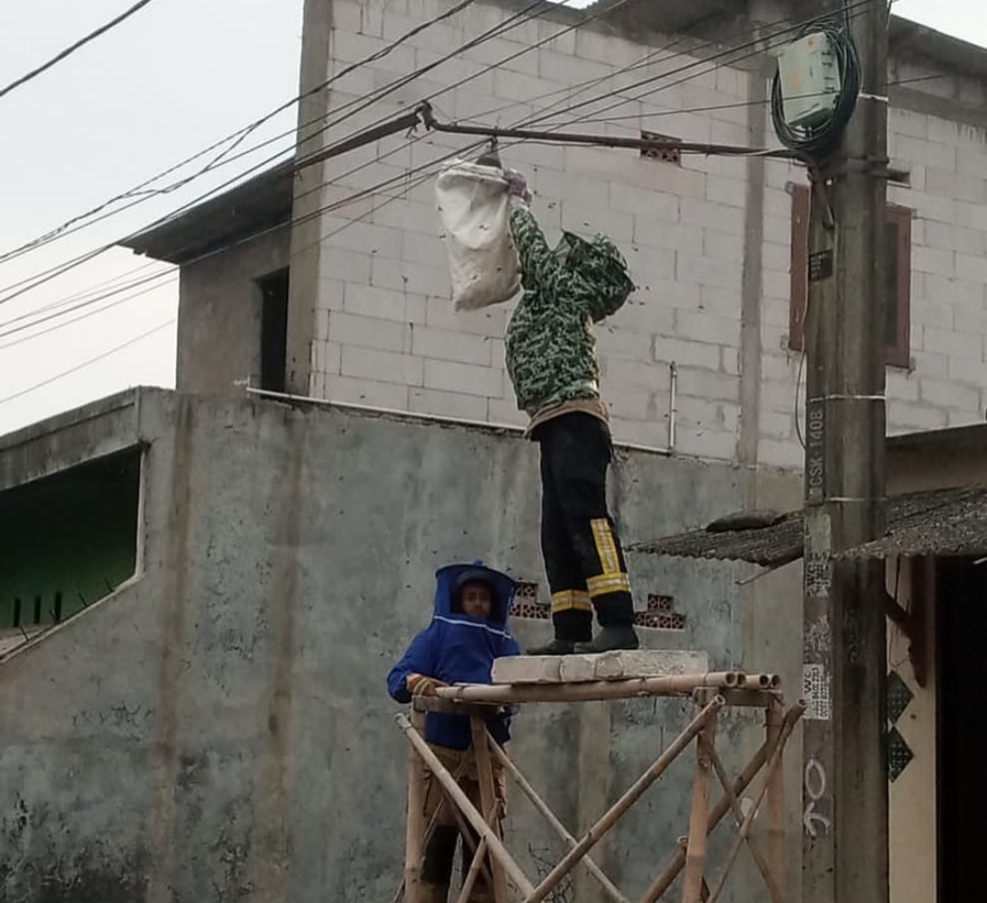 sarang tawon tangerang