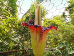 Tumbuhan langka di indonesia tumbuhan langka di indonesia
