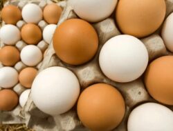 Mana yang Lebih Sehat Telur Cangkang Cokelat atau Putih?