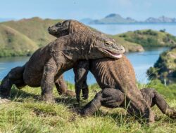 populasi komodo bertambah