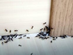 semut di dalam rumah semut di dalam rumah