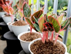 tanaman aglonema cepat betunas