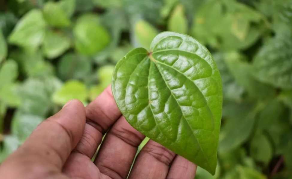Manfaat daun sirih