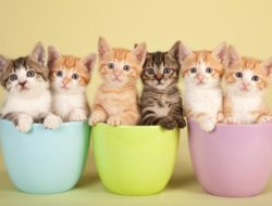 hewan peliharaan kucing