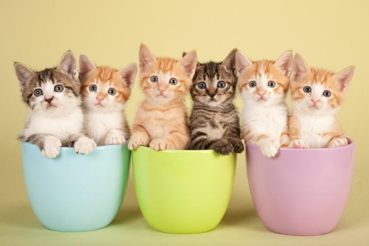hewan peliharaan kucing
