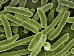 Ilustrasi organisme pemakan virus. (Pixabay)