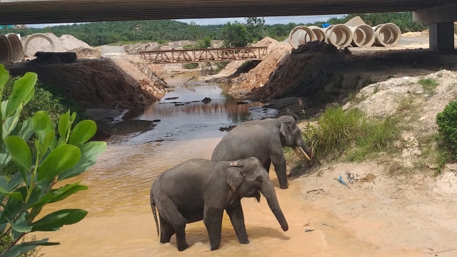 terowongan gajah riau 2