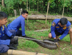 Ular Sanca di Tangerang (Ihya/Indonesiadaily.net)