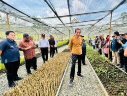 Jokowi meninjau Persemaian Mentawir