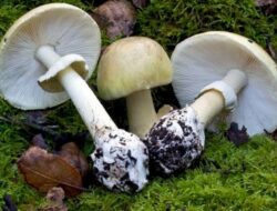 Jamur death cap (istimewa)