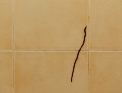 Cacing di kamar mandi.(istimewa)