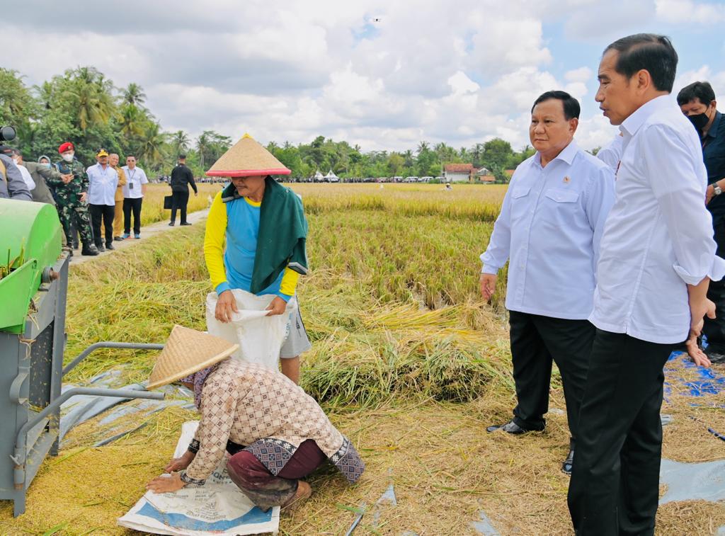 Presiden Joko Widodo saat sedang meninjau panen raya padi di Desa Lajer, Kecamatan Ambal, Kabupaten Kebumen, Provinsi Jawa Tengah, Kamis, (9/3/2023). (BPMI Setpres)