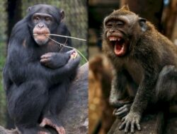 Sering Dianggap Sama, Ini Perbedaan Monyet dan Kera