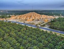 Al Ahsa Oasis Kebun Kurma Terbesar di Dunia, Seperti Apa?