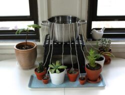 Tips agar tanaman tak kering ditinggal mudik.(istimewa/indonesiadaily.net)