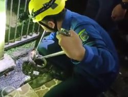 Petugas damkar Depok menangkap ular kobra di Gang Husen. (M Yadi)