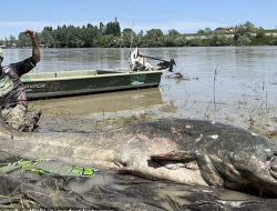 ikan lele terbesar di italia