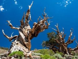 Pohon Pinus Bristlecone, pohon tertua di dunia.(istimewa/indonesiadaily.net)