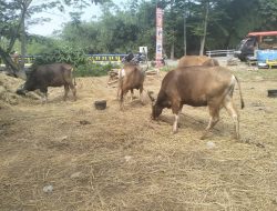 Sapi asal Bima di salah satu tempat penjualan hewan kurban di Depok.(istimewa/indonesiadaily.net)