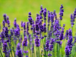 Lavender.(istimewa/indonesiadaily.net)
