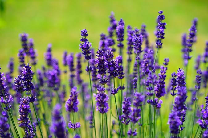 Lavender.(istimewa/indonesiadaily.net)