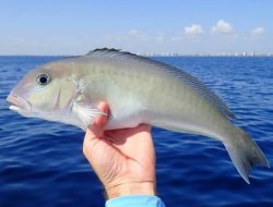 Ikan tilefish, salah satu ikan yang mengandung kadar merkuri tinggi.(istimewa/indonesiadaily.net)