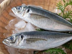 Ikan kembung, salah satu jenis ikan untuk tingkatkan kecerdasan otak anak.(istimewa/indonesiadaily.net)