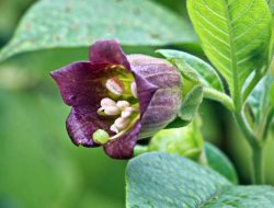Tanaman Atropa Belladonna, salah satu tanaman paling mematikan di dunia. (Istimewa/indonesiadaily.net)