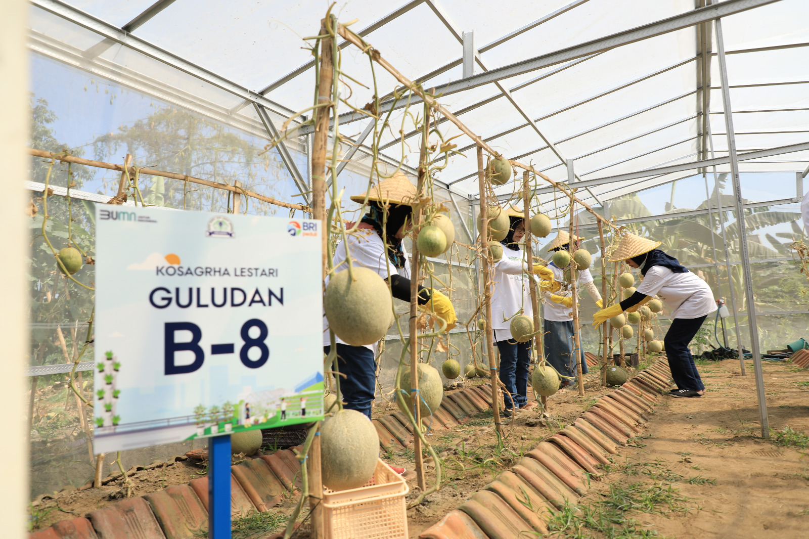 lahan britania 2