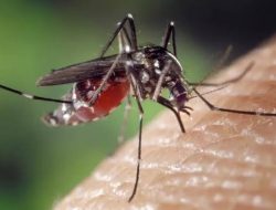 Nyamuk Wolbachia.(istimewa/indonesiadaily.net)