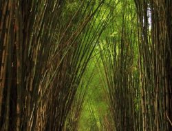 hutan putih di surabaya