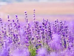 Lavender salah satu tanaman yang bermanfaat untuk kesehatan.(istimewa/indonesiadaily.net)