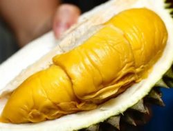 Musang King salah satu jenis durian premium yang harganya mahal.(istimewa/indonesiadaily.net)