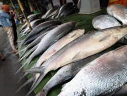 Ikan bandeng selalu ada dalam perayaan Imlek.(istimewa/indonesiadaily.net)