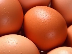 Ilustrasi telur ayam Crafter chef Pixabay